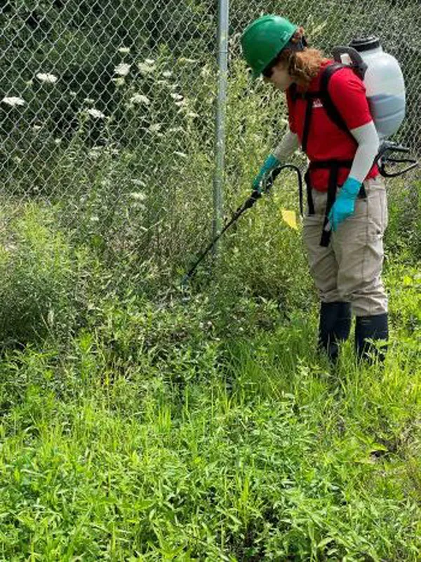 Woman spraying invasive stilt grass along a fence.
