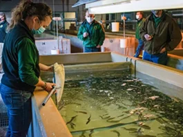 Grayling arrive at the Marquette State Fish Hatchery