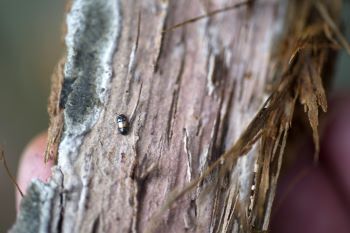 nitidulid beetle seen on bark of an Oak tree