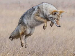 Coyote jumping in the air