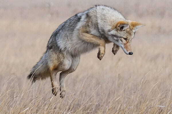 Coyote jumping in the air