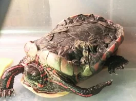 An eastern painted turtle with Metabolic bone disease.