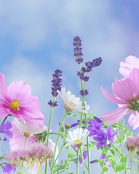 wildflowers obit placeholder