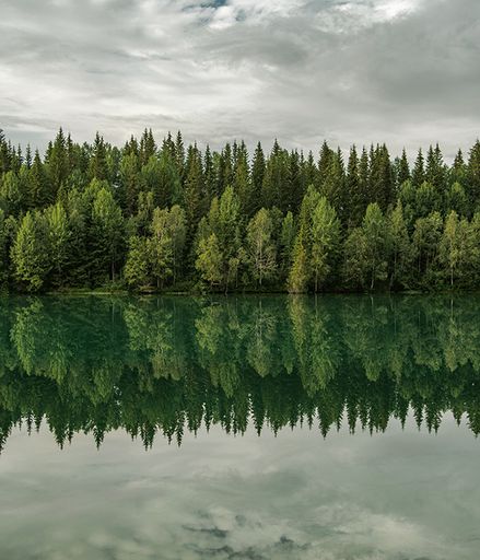 obit trees on lake