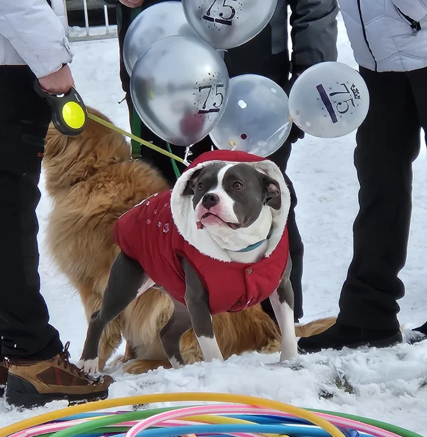 Our furry friends were invited to enter the “Tip Pup” Town dog show.