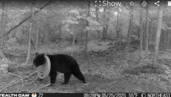A trail camera on private property in Hillman, Michigan, captured this photo of a black bear with a lid stuck on its neck.