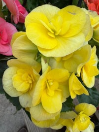 alpena flower 2 web