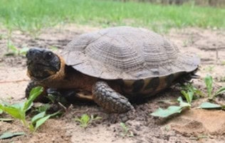 wood turtle