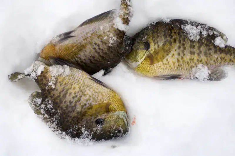 DSK265-006 bluegill fishing sitting on ice
