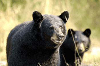 bears dnr