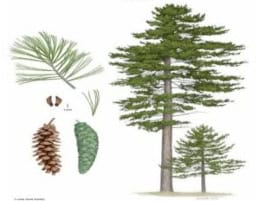 pine needles
