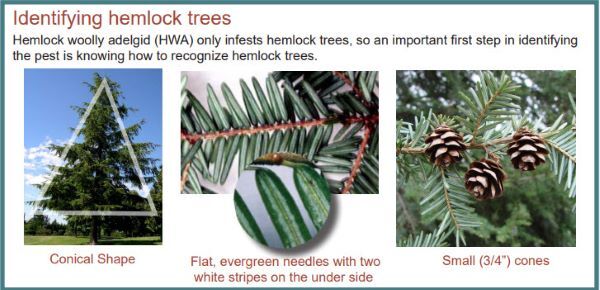 HEMLOCK