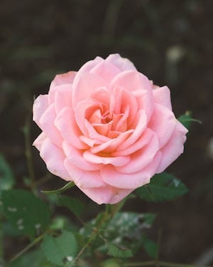 PinkFlower