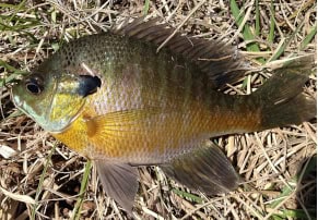 bluegill