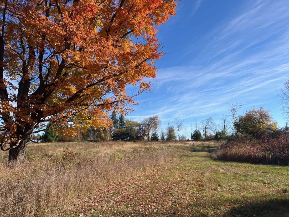 headwaters nature tree
