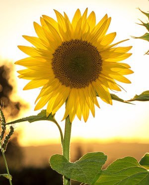sunflower-11271741920