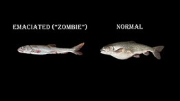 zombie fish