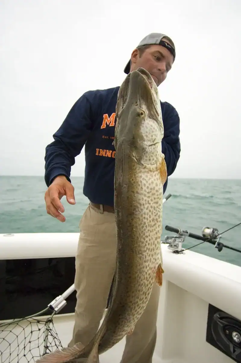 muskie dnr man holding large muskie while fishing