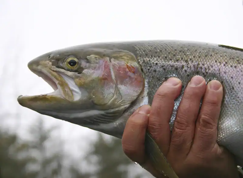 rainbow trout held by person