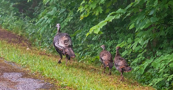 Female wild turkey and two chicks walking in grass turkey